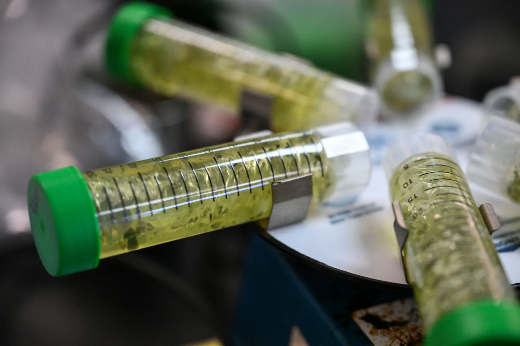 Colorado Marijuana Regulators Failed to Protect Consumers From Potential Contamination, Audit Finds